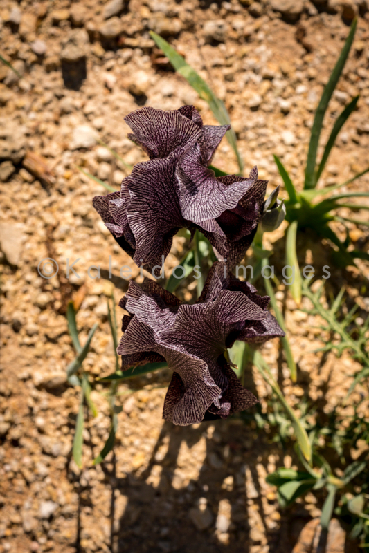 Al Arz;Iris;Iris Cedreti;Kaleidos;Kaleidos images;Lebanon;Middle East;Near East;Proche Orient;Tarek Charara;Flowers;Endemic;Endangered species;Endemic species;Critically endangered;Critically endangered species